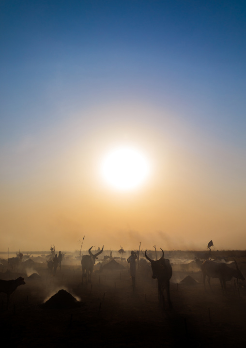 Long horns cows in a Mundari tribe camp, Central Equatoria, Terekeka, South Sudan