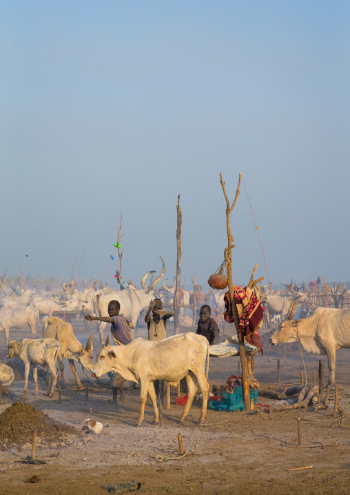 Mundari tribe boy taking care of the cows in the cattle camp, Central Equatoria, Terekeka, South Sudan