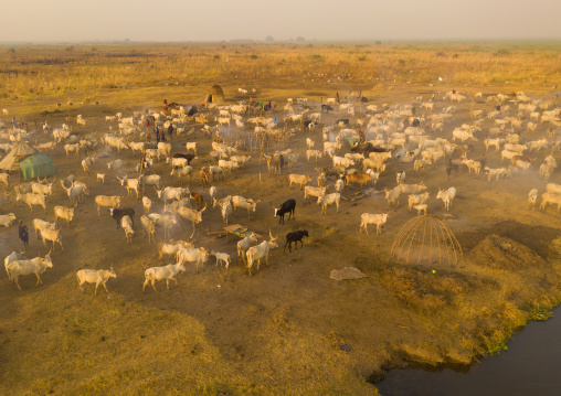 Aerial view of long horns cows in a Mundari tribe cattle camp, Central Equatoria, Terekeka, South Sudan