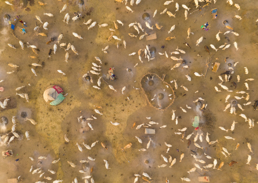 Aerial view of long horns cows in a Mundari tribe cattle camp, Central Equatoria, Terekeka, South Sudan