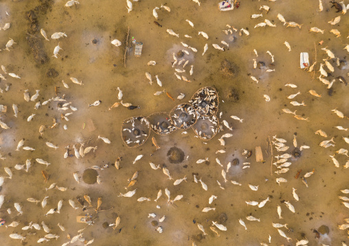 Aerial view of long horns cows in a Mundari tribe cattle camp, Central Equatoria, Terekeka, South Sudan