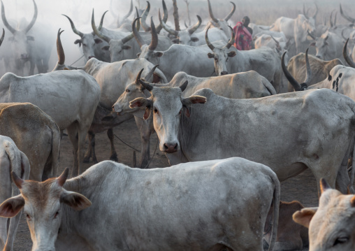 Long horns cows in a Mundari tribe camp around a campfire to repel mosquitoes and flies, Central Equatoria, Terekeka, South Sudan