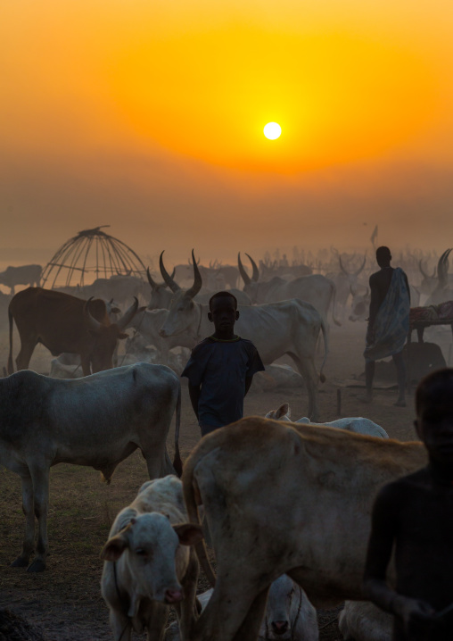 Mundari tribe long horns cows in the cattle camp in the sunset, Central Equatoria, Terekeka, South Sudan
