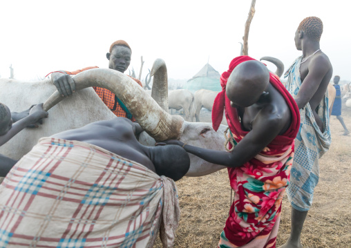 Mundari tribe men taking blood from an ill cow in a cattle camp, Central Equatoria, Terekeka, South Sudan