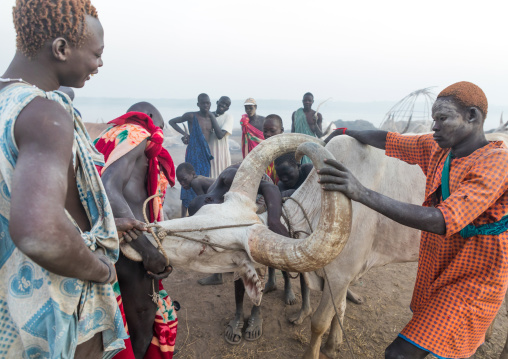 Mundari tribe men taking blood from an ill cow in a cattle camp, Central Equatoria, Terekeka, South Sudan
