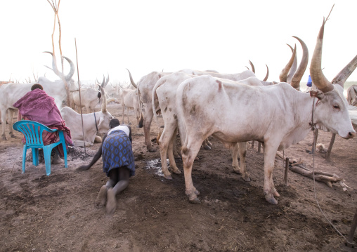 Mundari tribe woman collecting dried cow dungs to make campfire to repel mosquitoes and flies, Central Equatoria, Terekeka, South Sudan