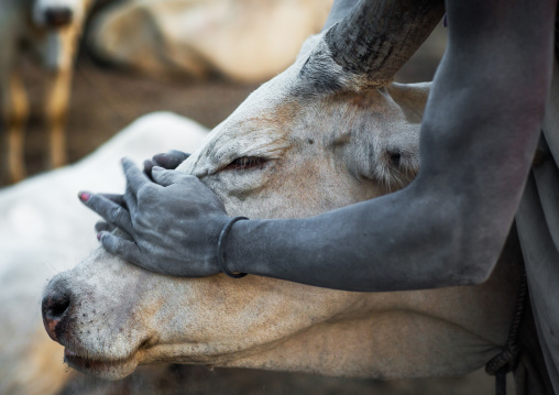 Mundari tribe man covering his cow in ash to repel flies and mosquitoes, Central Equatoria, Terekeka, South Sudan