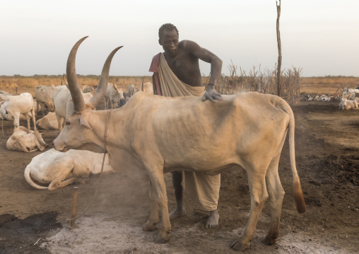 Mundari tribe man covering his cow in ash to repel flies and mosquitoes, Central Equatoria, Terekeka, South Sudan