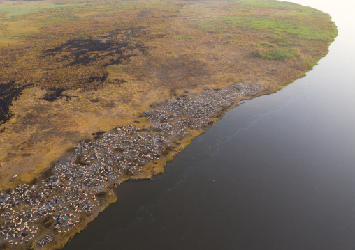 Aerial view of long horns cows in a Mundari tribe cattle camp in front of river Nile, Central Equatoria, Terekeka, South Sudan