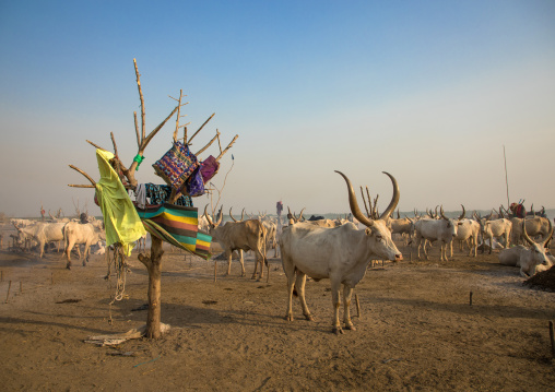 Long horns cows in a Mundari tribe camp, Central Equatoria, Terekeka, South Sudan
