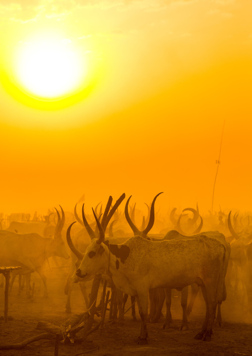 Mundari tribe long horns cows in the cattle camp in the sunset, Central Equatoria, Terekeka, South Sudan