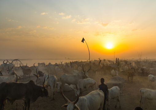 Mundari tribe long horns cows in the cattle camp in the sunset, Central Equatoria, Terekeka, South Sudan