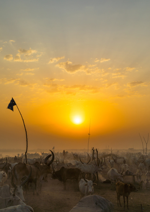 Mundari tribe long horns cows in the cattle camp in the sunset, Central Equatoria, Terekeka, South Sudan