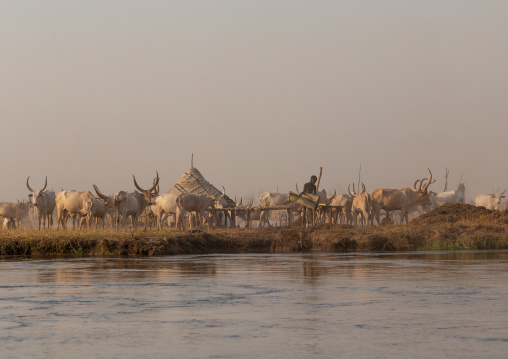 Long horns cows in a Mundari tribe camp on the banks of River Nile, Central Equatoria, Terekeka, South Sudan