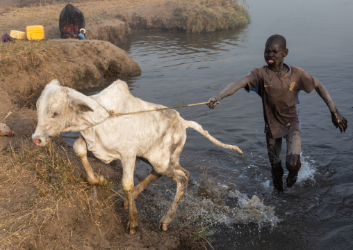 Mundari tribe boy taking care of a calf in the cattle camp, Central Equatoria, Terekeka, South Sudan
