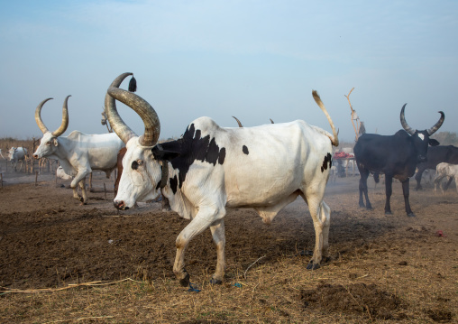 Long horns cows in a Mundari tribe camp, Central Equatoria, Terekeka, South Sudan