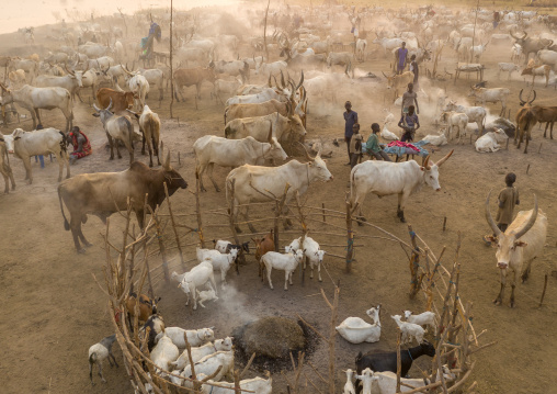 Aerial view of long horns cows in a Mundari tribe cattle camp, Central Equatoria, Terekeka, South Sudan