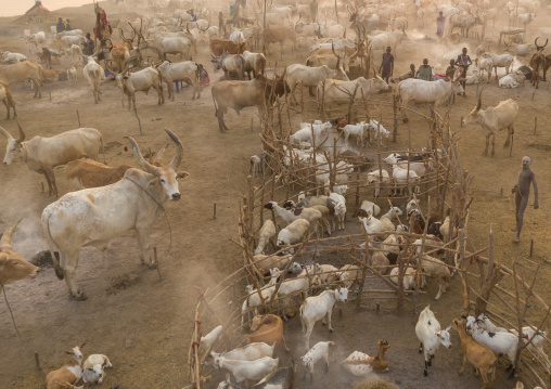Aerial view of long horns cows in a Mundari tribe cattle camp, Central Equatoria, Terekeka, South Sudan