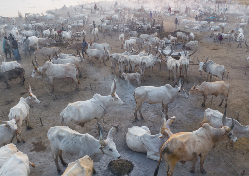 Aerial view of long horns cows in a Mundari tribe cattle camp, Central Equatoria, Terekeka, South Sudan
