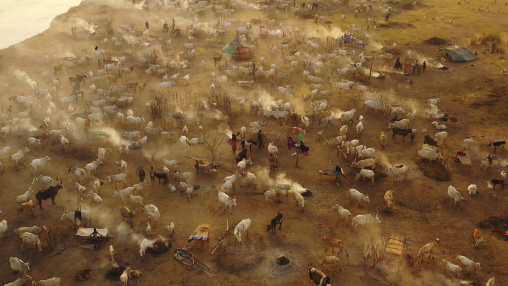 Aerial view of long horns cows in a Mundari tribe cattle camp full of smoke, Central Equatoria, Terekeka, South Sudan