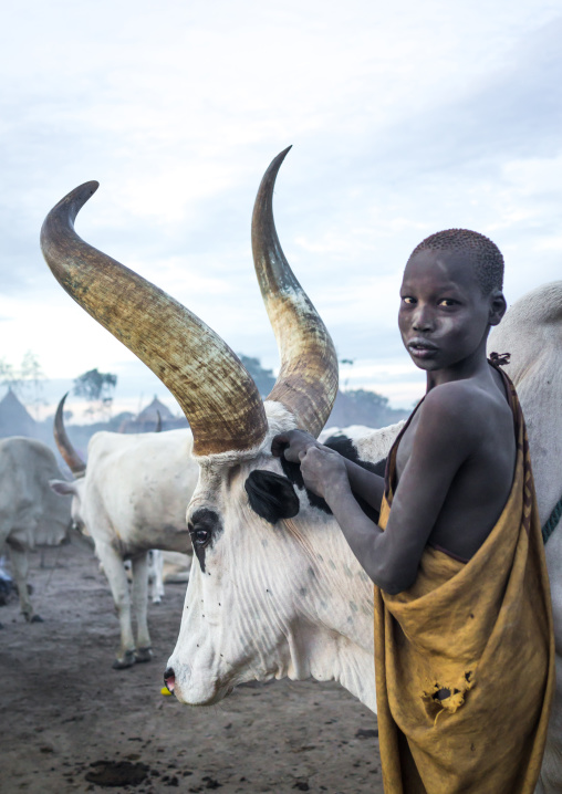 Mundari tribe boy covered in ash taking care of long horns cows in a camp, Central Equatoria, Terekeka, South Sudan