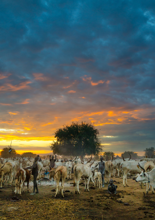 Long horns cows in a Mundari tribe camp, Central Equatoria, Terekeka, South Sudan