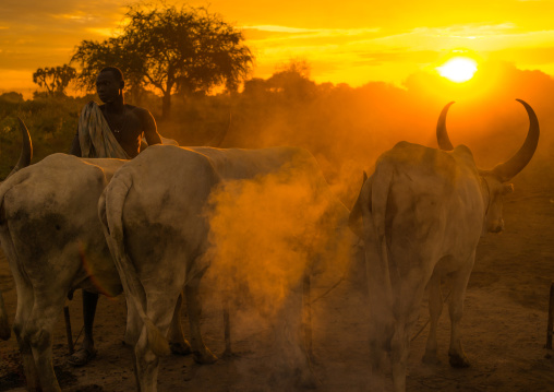 Mundari tribe man covering his cow in ash to repel flies and mosquitoes, Central Equatoria, Terekeka, South Sudan