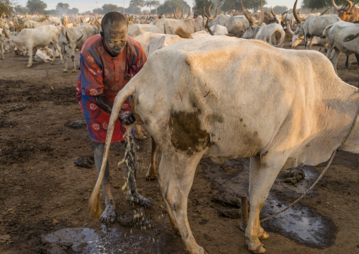 Mundari tribe man showering with cow urine to take advantage of the antibacterial properties, Central Equatoria, Terekeka, South Sudan