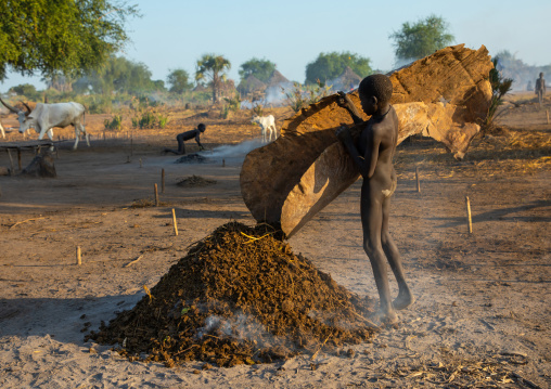Mundari tribe boy collecting dried cow dungs in a cow skin to make bonfires to repel mosquitoes and flies, Central Equatoria, Terekeka, South Sudan