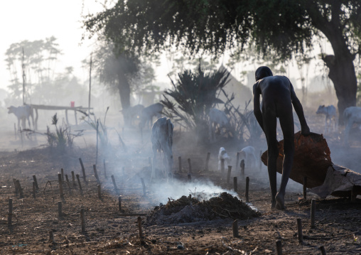 Mundari tribe boy collecting dried cow dungs in a cow skin to make bonfires to repel mosquitoes and flies, Central Equatoria, Terekeka, South Sudan
