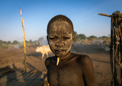 Mundari tribe boy covered in ash taking care of long horns cows in a camp, Central Equatoria, Terekeka, South Sudan