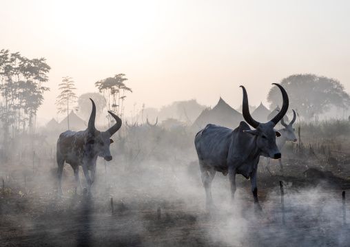 Long horns cows in a Mundari tribe camp standing in front of bonfires to prevent from mosquitoes bites, Central Equatoria, Terekeka, South Sudan