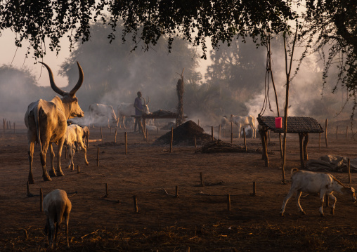 Long horns cows in a Mundari tribe camp gathering around bonfires to repel mosquitoes and flies, Central Equatoria, Terekeka, South Sudan