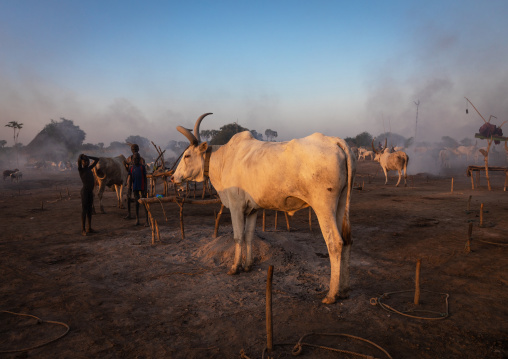 Long horns cows in a Mundari tribe camp, Central Equatoria, Terekeka, South Sudan