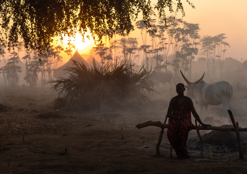 Long horns cows in a Mundari tribe camp gathering around bonfires to repel mosquitoes and flies, Central Equatoria, Terekeka, South Sudan