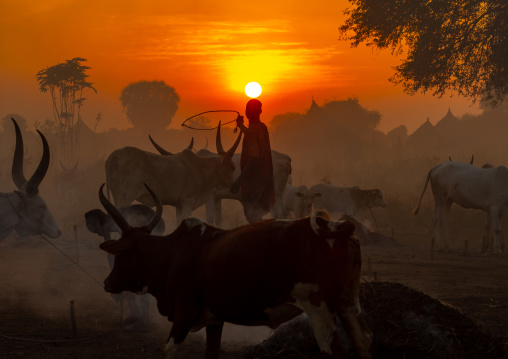 Long horns cows in a Mundari tribe camp gathering around bonfires to repel mosquitoes and flies, Central Equatoria, Terekeka, South Sudan