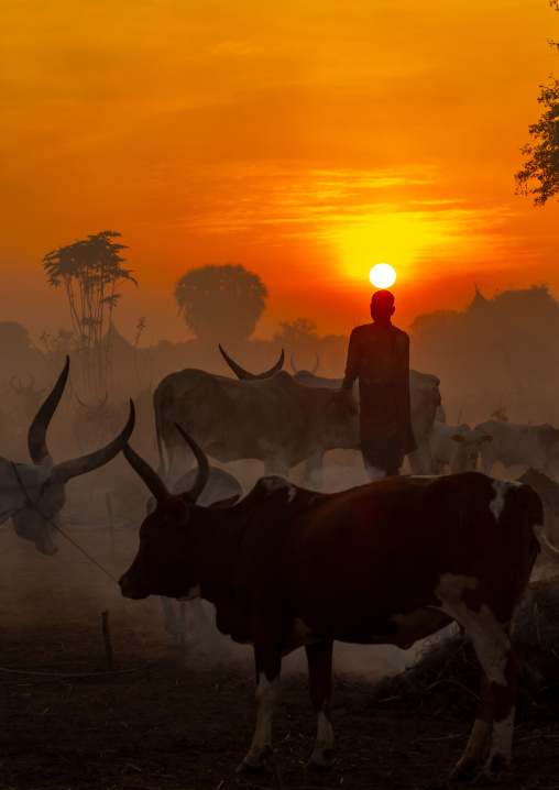 Long horns cows in a Mundari tribe camp gathering around bonfires to repel mosquitoes and flies, Central Equatoria, Terekeka, South Sudan