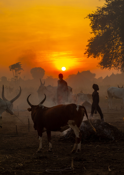 Long horns cows in a Mundari tribe camp gathering around bonfires to repel mosquitoes and flies, Central Equatoria, Terekeka, South Sudan