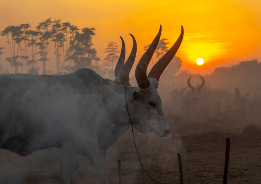 Long horns cows in a Mundari tribe camp standing in front of bonfires to prevent from mosquitoes bites, Central Equatoria, Terekeka, South Sudan