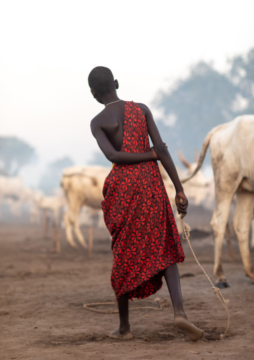 Mundari tribe man with long horns cows in a camp, Central Equatoria, Terekeka, South Sudan