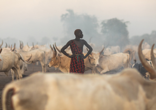 Mundari tribe man with long horns cows in a camp, Central Equatoria, Terekeka, South Sudan