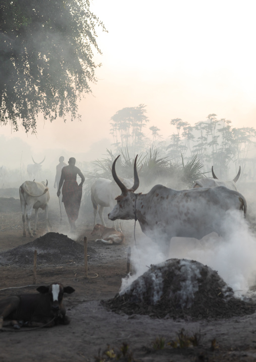 Long horns cows in a Mundari tribe camp gathering around bonfires to repel mosquitoes and flies, Central Equatoria, Terekeka, South Sudan