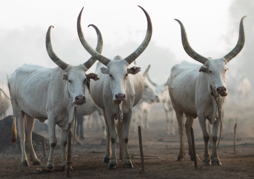 Long horns cows in a Mundari tribe camp, Central Equatoria, Terekeka, South Sudan