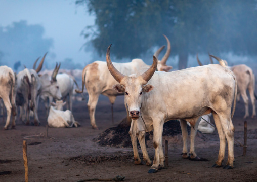 Long horns cows in a Mundari tribe camp, Central Equatoria, Terekeka, South Sudan