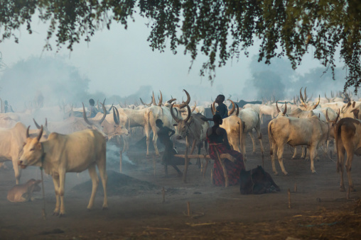 Long horns cows in a Mundari tribe camp gathering around bonfires to repel mosquitoes and flies, Central Equatoria, Terekeka, South Sudan