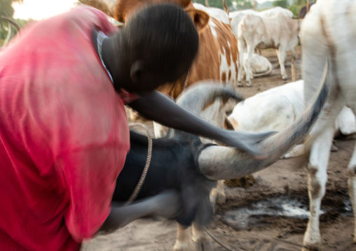 Mundari tribe man covering his cow in ash to repel flies and mosquitoes, Central Equatoria, Terekeka, South Sudan
