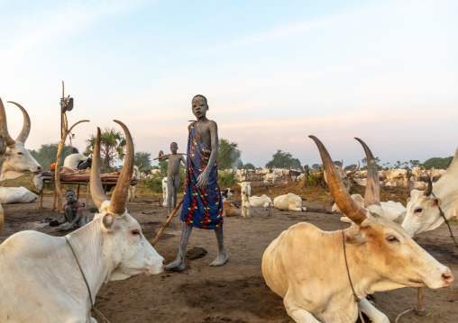 Mundari tribe boy taking care of the long horns cows in the camp, Central Equatoria, Terekeka, South Sudan