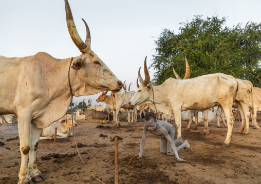 Mundari tribe boy collecting dried cow dungs to make bonfires to repel mosquitoes and flies, Central Equatoria, Terekeka, South Sudan