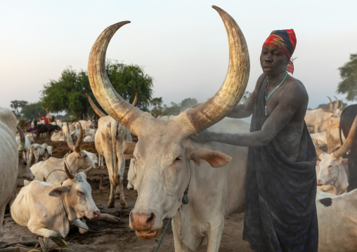 Mundari tribe man covering his cow in ash to repel flies and mosquitoes, Central Equatoria, Terekeka, South Sudan