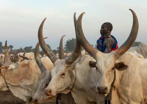 Mundari tribe man covering his cow in ash to repel flies and mosquitoes, Central Equatoria, Terekeka, South Sudan